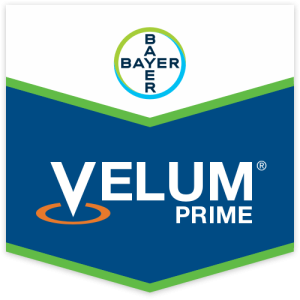 Velum Prime – fluopyram puro